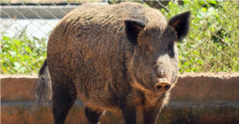 Novas regras para caça de javalis permitem cães e armas